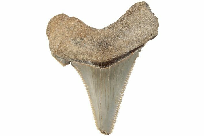 Serrated Angustidens Tooth - Megalodon Ancestor #202429